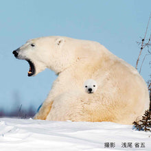 將圖片載入圖庫檢視器 【預訂】 Felissimo YOU+MORE! 日本正版 可以一下子進入肚子裡取暖的北極熊親子毛公仔
