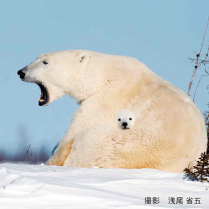 【預訂】 Felissimo YOU+MORE! 日本正版 可以一下子進入肚子裡取暖的北極熊親子毛公仔