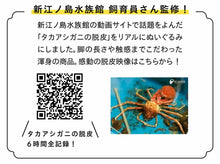 將圖片載入圖庫檢視器 【預訂】 Felissimo YOU+MORE! 日本正版 脫殼的蜘蛛蟹玩偶公仔
